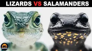 What Is The Difference Between Lizards And Salamanders?