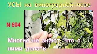 УСЫ на виноградной лозе. Удалять или нет?