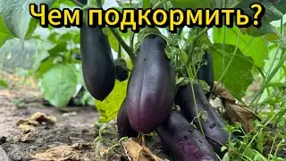 Чем подкормить баклажаны. УСПЕЙ ПОДКОРМИТЬ ДЛЯ УВЕЛИЧЕНИЯ УРОЖАЯ.  #баклажаны
