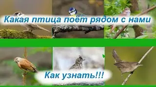 Какая птица поёт - как узнать!!!