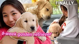 I GOT A PUPPY! (8-week old GOLDEN RETRIEVER) | cutest video ever