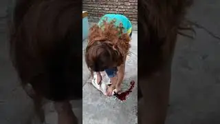 Woman slaughter duck under feet،،telegram channel : slaughterkings