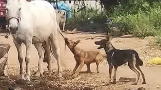 60 Craziest Animal Battle Caught On Camera