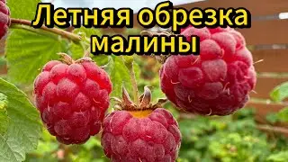 Летняя обрезка малины - большой урожай на следующий год. #малина #сад