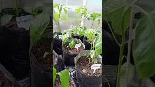 ПЕРЦЫ! СПОСОБ РАННЕЙ ВЫСАДКИ!