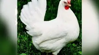 Tushda TOVUQ korsa nima bo'ladi❓🐔