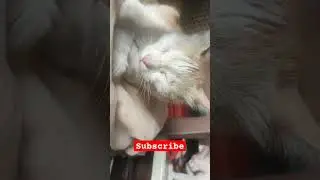 cute cat sleeping #catlifegoals