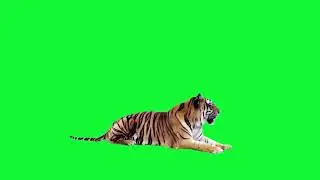 Real Tiger green screen|green screen animal-free
