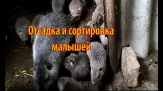 ОТСАДКА И СОРТИРОВКА МАЛЫШЕЙ НУТРИЙ.  Как делаю это я.