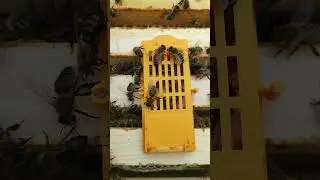 Подсадка плодных маток Бакфаст 