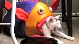 Best Funny Cats And Dogs videos 2022  - Funniest Animal Videos 😃
