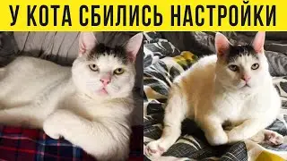 КОТ ЗАБЫЛ КАК БЫТЬ КОТОМ, АААА! | Мемозг #350