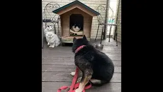 😺 Пёсик, давай до свиданья! 🐈 Смешное видео с котами и собаками для хорошего настроения! 😸