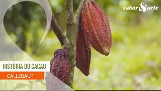 História do cacau | Callebaut