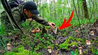 ГРИБНИКИ ПЕРЕШЛИ БОЛОТО И ВСТРЕТИЛИ ТОЛПУ МОЛОДЫХ ПОДОСИНОВИКОВ | ЧУДО НАХОДКА ГРИБ - РОГАТКА!