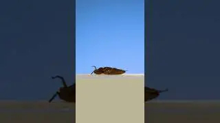 Как переворачивается жук?