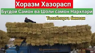 Хазорасп  Бугдой Самон ва Шоли самон ,, Нархлари 2021/ 4-Апрел