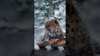 Какой же он прекрасный💕😍      #снежныйбарс #дикаяприрода