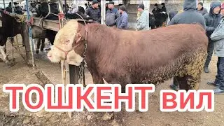 ☎️+998935761100 тошкент вил Алимкент мол бозори букалар катори 15.02.2025