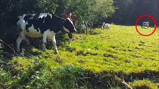 The cow kept losing milk and the farmer decided to keep an eye on her by following her into the fore