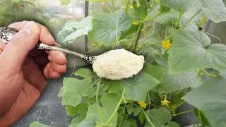 One spoon for cucumbers and cucumbers will fill up! I collect cucumbers in bags!
