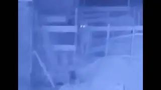 Тигр в Хасанском районе, Приморский край