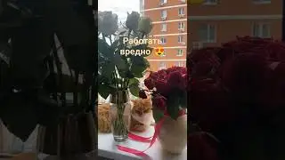 Котам везёт 😍 #животные #shrots