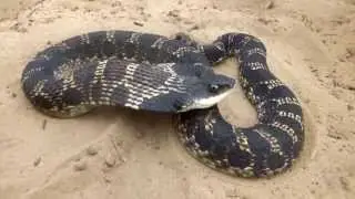 Eastern Hog-nosed Snake (Heterodon platirhinos)