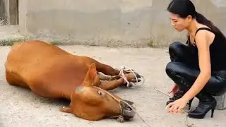 woman butcher cow/ Educational video