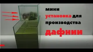 Мини установка ДЛЯ размножения ДАФНИИ  в домашних условиях!