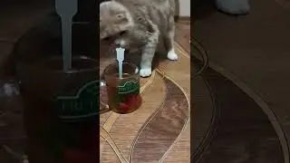 Семён хочет чаю 😸 #cat #котенок #котэ