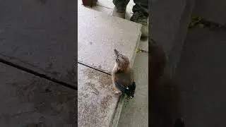 Птенец сойки еще не умеет пить сам. The jay chick does not yet know how to drink on its own.