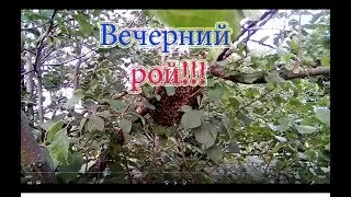 Снять рой пчёл с яблони. Посадка в улей.