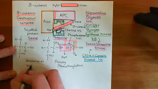 Intestinal Stem Cells Part 4