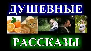 ДУШЕВНЫЕ  РАССКАЗЫ❤️СЧАСТЬЕ У КАЖДОГО СВОЁ❤️В ПОДОЛЕ❤️КАЗИМИР❤️ДАШЕНЬКА❤️ЧУДО-ЧУДИЩЕ @TEFI РАССКАЗЫ