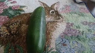 ASMR Eating A Cucumber