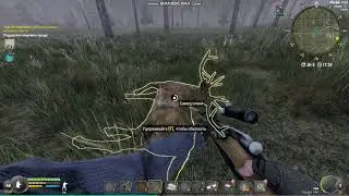 Где найти оленей в Will to live
