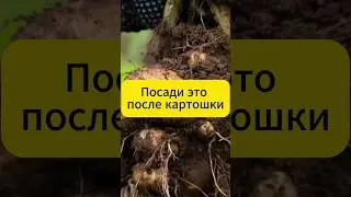 Обязательно после картошки посади это!  