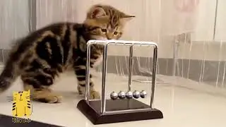 FUNNIEST CAT VIDEOS 2024 COMPILATION 😂 Funny Cats 26 😺 #funny #pet #cat #foryou #viral #viralvideo