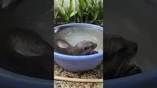 Live: Otter Gaia Has Breakfast In The Tub