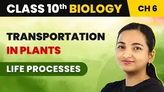 Class 10 Biology Chapter 6 | Transportation in Plants - Life Processes