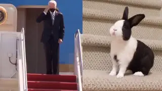Rabbit falling vs Joe Biden falling