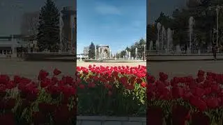 Тюльпаны. Анапа // 7 апреля 2024 г.