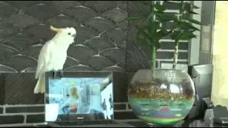 Papagei singt Opa Gangnam-Style