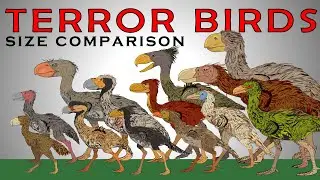 Terror Birds Size Comparison (Brontornis, Kelenken, Titanis walleri, Physornis)