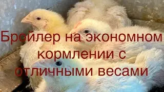 Вырастим бройлера Экономно и получим хорошие веса/Это реально просто/Вес бройлера в тридцать дней