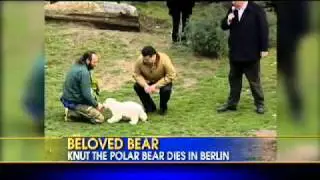 What Killed Knut the Polar Bear?