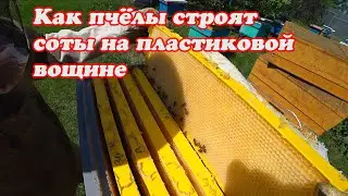 ПОЛУЧИЛИ НОВИНКУ ПЛАСТИКОВЫЕ РАМКИ ОТ БИНЕНХАУСА, БЕРИ И СРАЗУ СТАВЬ В УЛЕЙ.