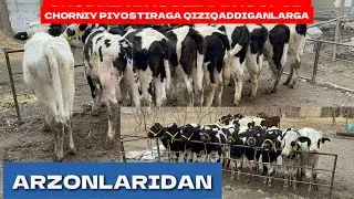 CHORNIY PYOSTRAGA QIZIQADIGANLAR DIQQATIGA