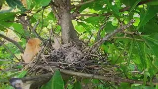 Dove birds Breeding protects babies in two nests - EP2 - Baby Birds Dove